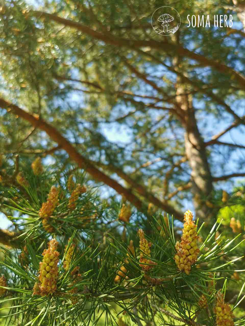 Borovicový pyl 250 g